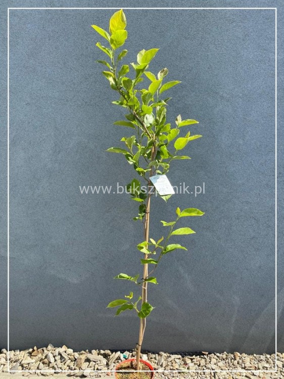 Magnolia pośrednia- Magnolia x Soulangeana Lennei 1,2-1,5m