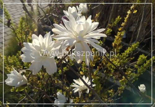 Magnolia Loebnera ‘Powder Puff' C10l wys. 1,1-1,4m