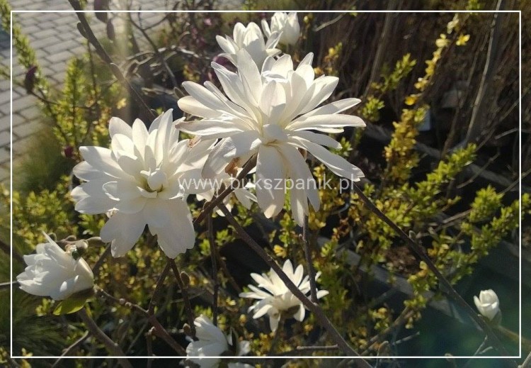 Magnolia Loebnera ‘Powder Puff' C10l wys. 1,1-1,4m