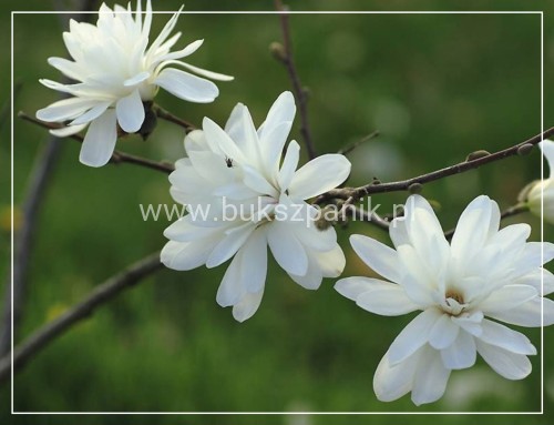 Magnolia Loebnera ‘Powder Puff' C10l wys. 1,1-1,4m