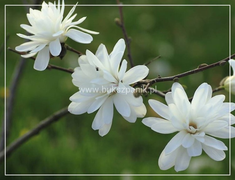 Magnolia Loebnera ‘Powder Puff' C10l wys. 1,1-1,4m