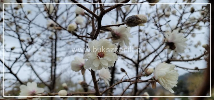 Magnolia Loebnera ‘Powder Puff' C10l wys. 1,1-1,4m