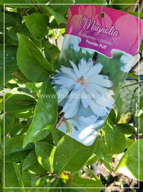 Magnolia Loebnera ‘Powder Puff' C10l wys. 1,1-1,4m
