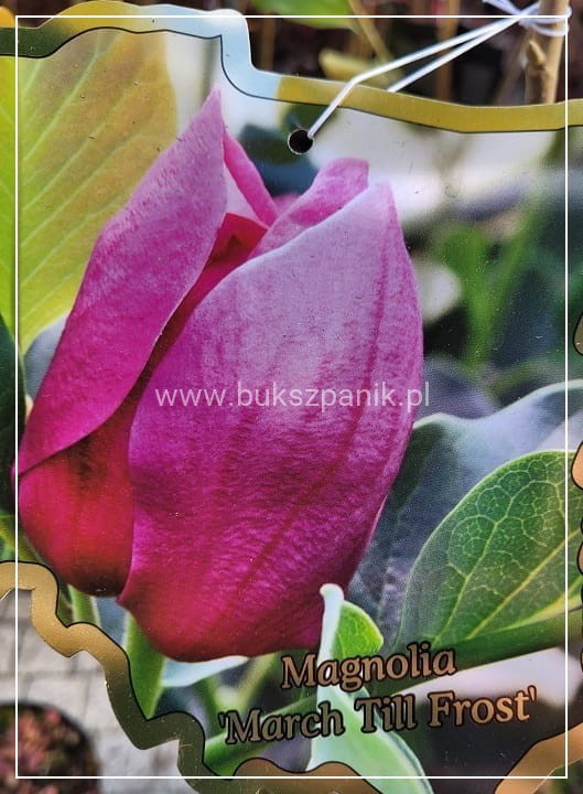 WhatsApp Image 202Magnolia March Till Frost