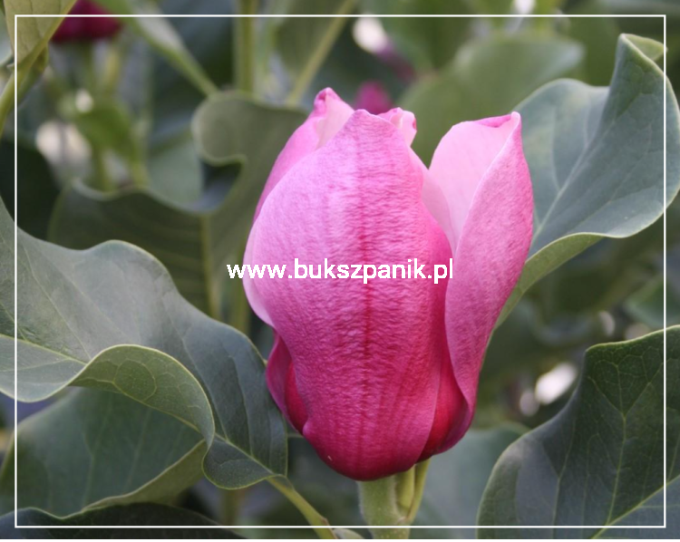 Magnolia March Till Frost