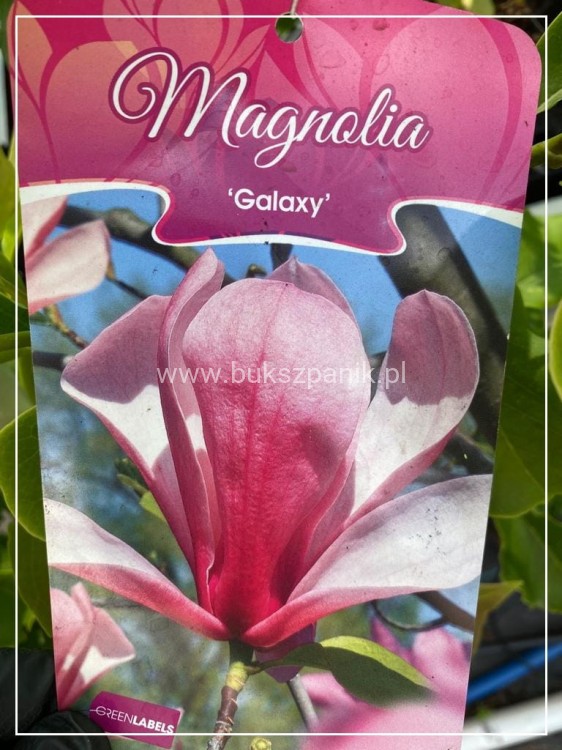 Magnolia Galaxy wys. 1,8-2,3m