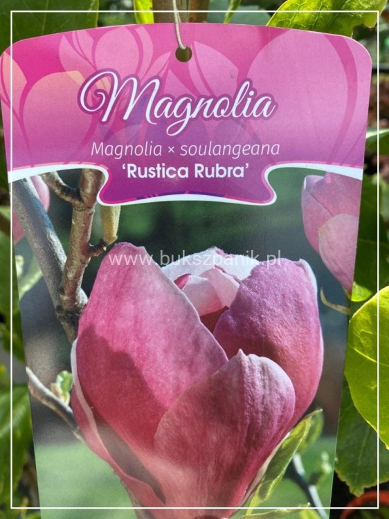 Magnolia pośrednia- Magnolia x soulangeana Rustica Rubra