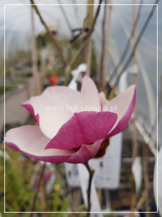 Magnolia pośrednia- Magnolia x soulangeana Rustica Rubra