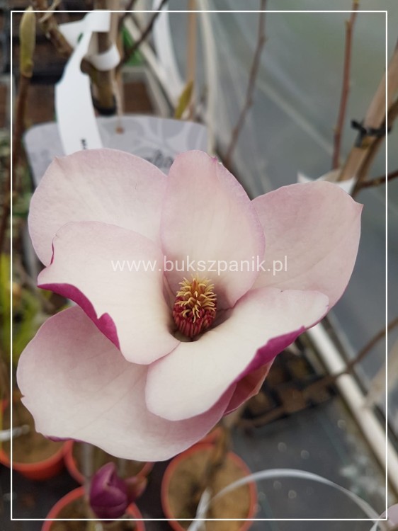Magnolia pośrednia- Magnolia x soulangeana Rustica Rubra