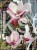 Magnolia pośrednia- Magnolia x soulangeana Rustica Rubra