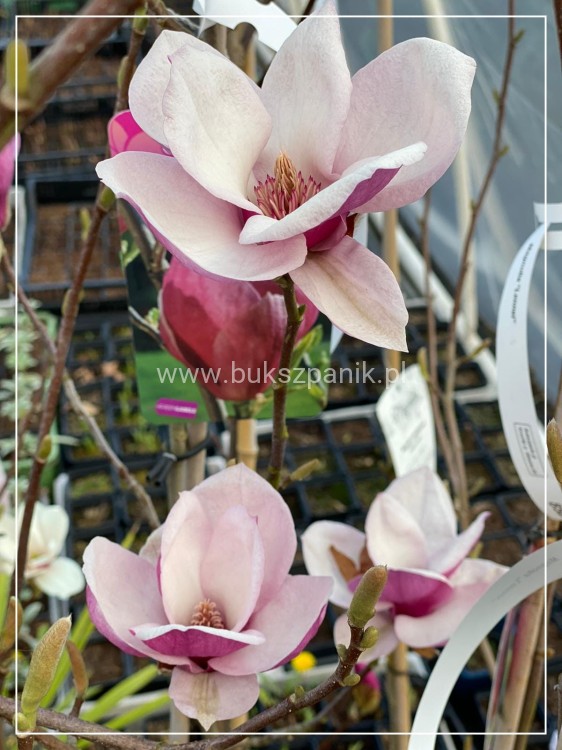 Magnolia pośrednia- Magnolia x soulangeana Rustica Rubra