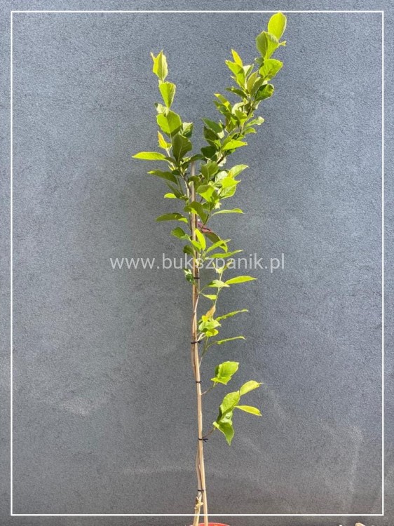 Magnolia pośrednia- Magnolia x soulangeana Rustica Rubra