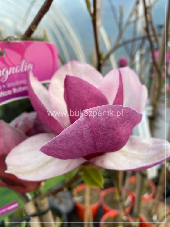 Magnolia pośrednia- Magnolia x soulangeana Rustica Rubra