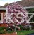 Magnolia pośrednia- Magnolia x soulangeana Rustica Rubra