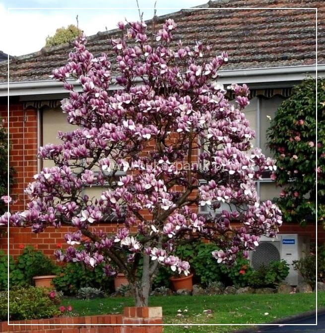 Magnolia pośrednia- Magnolia x soulangeana Rustica Rubra