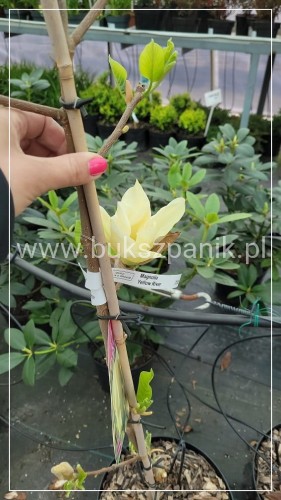 Magnolia Żółta Yellow River - Magnolia denudata 10l