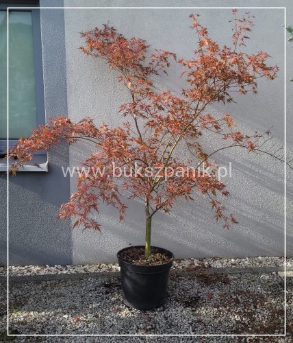 Klon Palmowy PEVE STANLEY - Acer palmatum