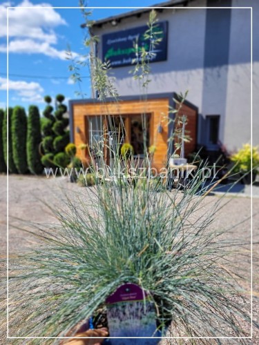 Kostrzewa Sina Elijah Blue- Festuca glauca
