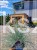 Kostrzewa Sina Elijah Blue- Festuca glauca