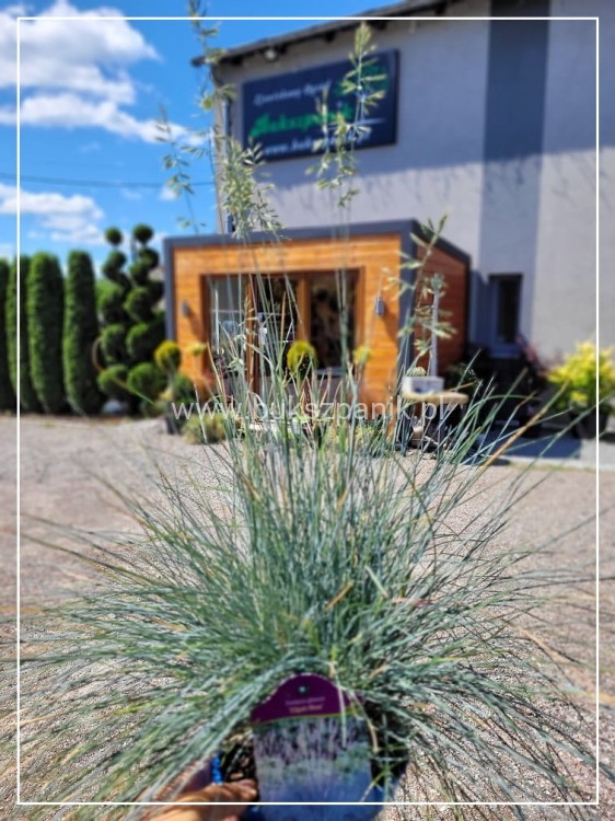 Kostrzewa Sina Elijah Blue- Festuca glauca