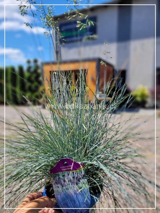 Kostrzewa Sina Elijah Blue- Festuca glauca