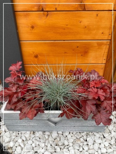 Kostrzewa Sina Elijah Blue- Festuca glauca