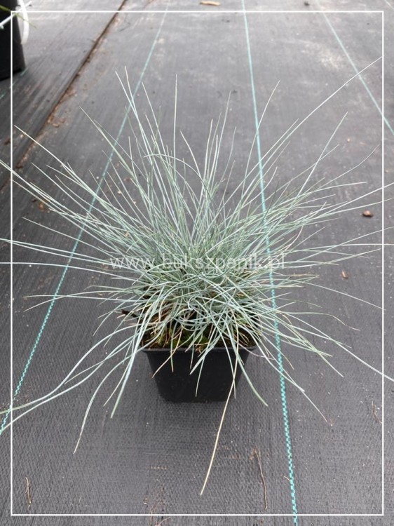 Kostrzewa Sina Elijah Blue- Festuca glauca