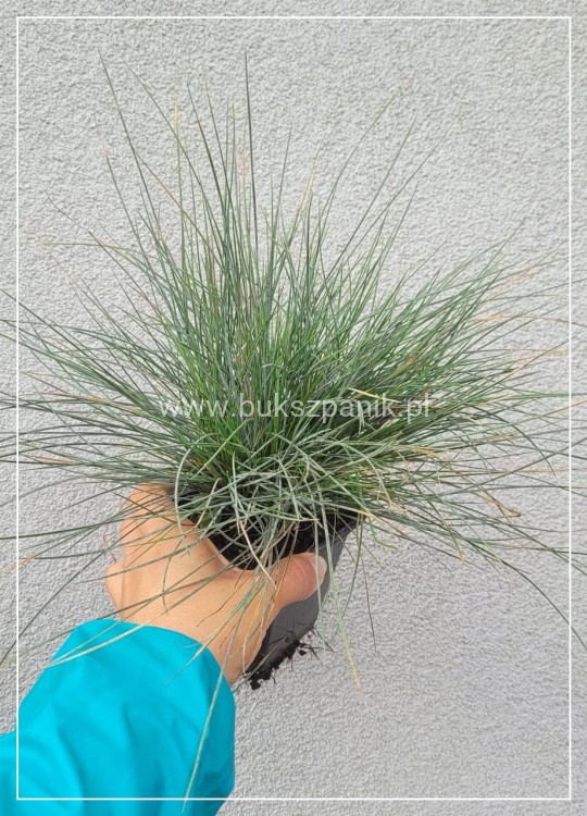 Kostrzewa Sina Elijah Blue- Festuca glauca