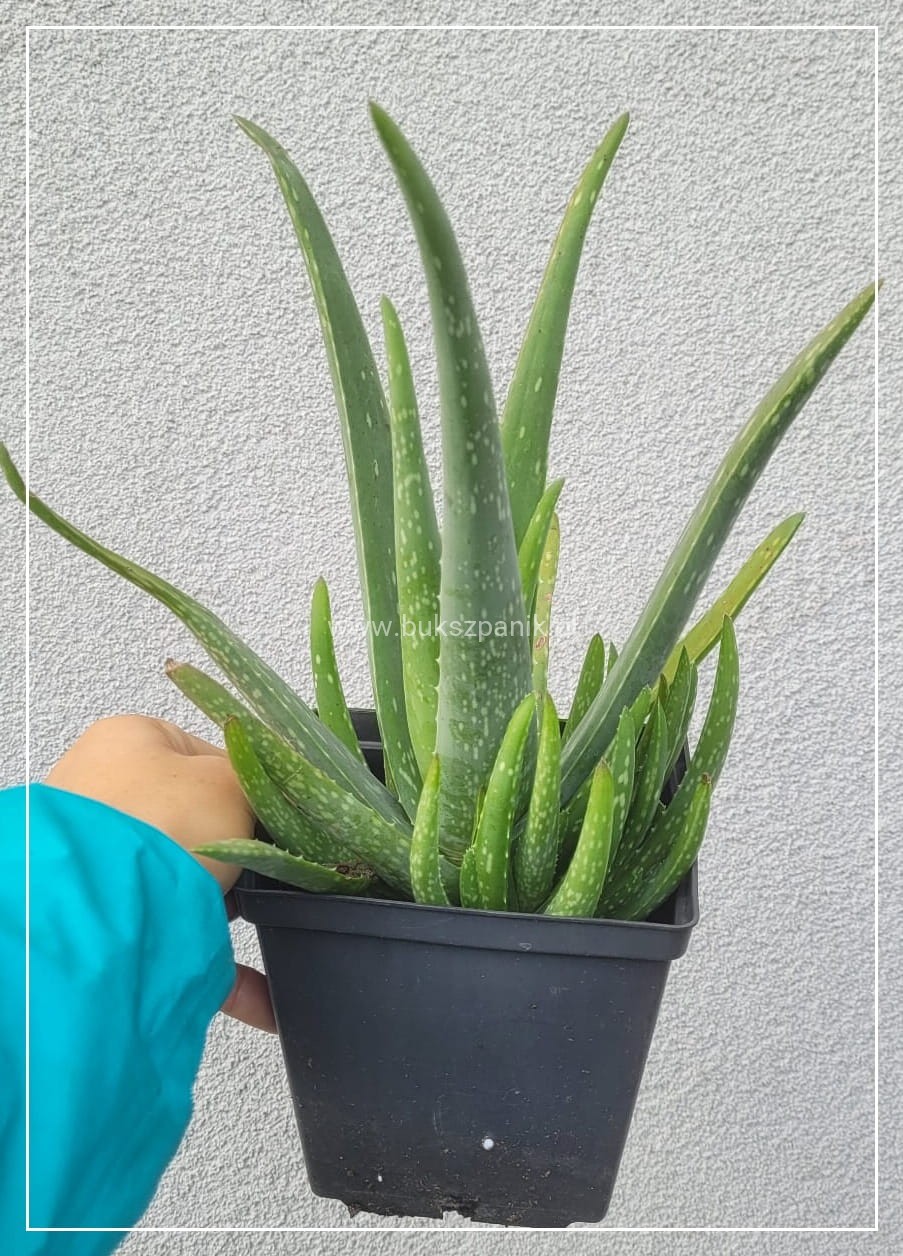 Aloes zwyczajny - Aloe Vera Bukszpanik.pl Szkka rolin ozdobnych Knurw  ul. Wilsona 80 tel. 505279403
