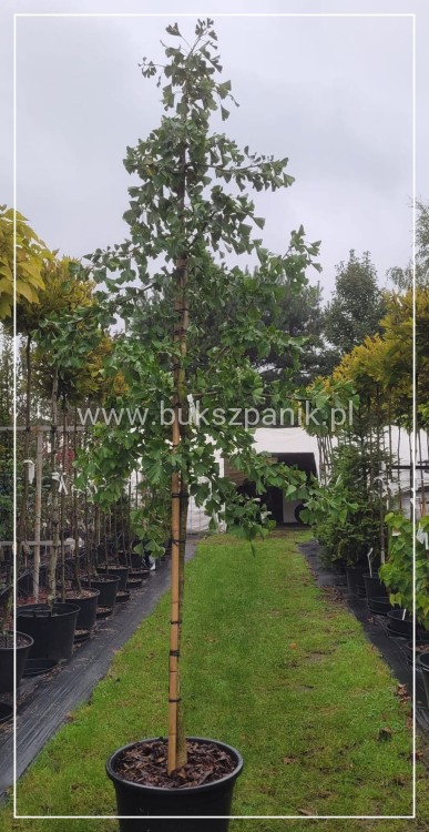 Miłorząb dwuklapowy - Ginkgo biloba ob 12-14cm Wys. 300cm C60l