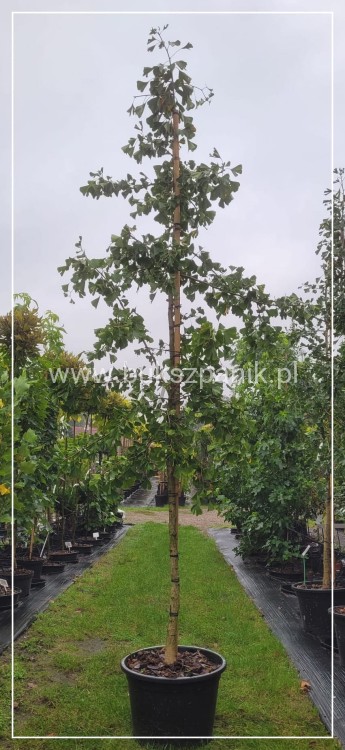 Miłorząb dwuklapowy - Ginkgo biloba ob 12-14cm Wys. 300cm C60l
