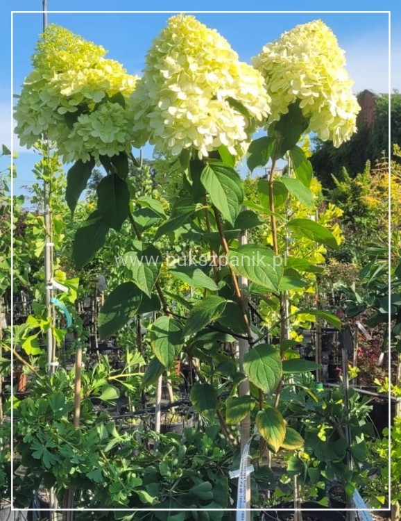 Hortensja bukietowa LIMELIGHT- Hydrangea paniculata PA