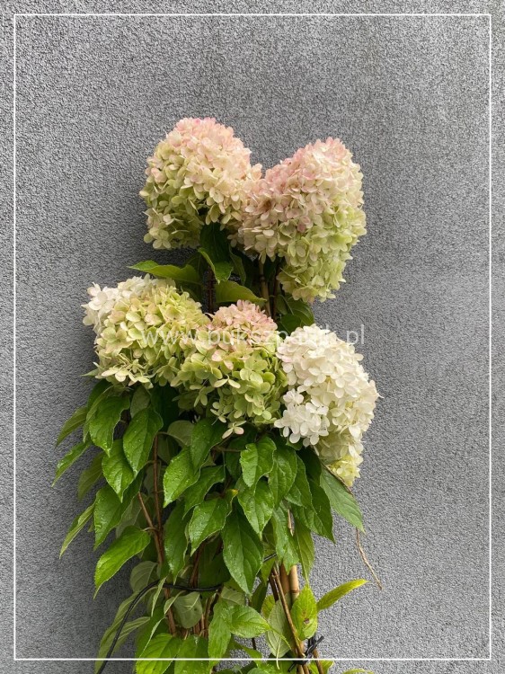 Hortensja bukietowa LIMELIGHT- Hydrangea paniculata PA