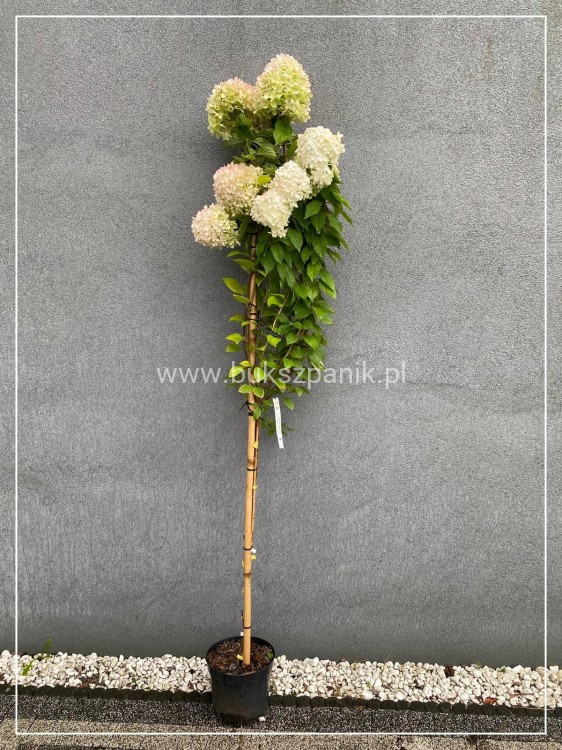 Hortensja bukietowa LIMELIGHT- Hydrangea paniculata PA