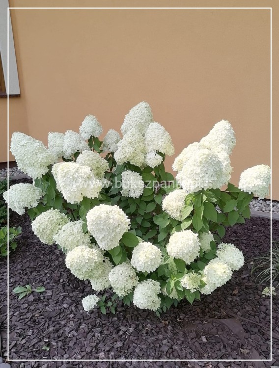 Hortensja bukietowa "LIMELIGHT"- Hydrangea paniculata C5l