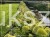 Hortensja bukietowa "LIMELIGHT"- Hydrangea paniculata C5l