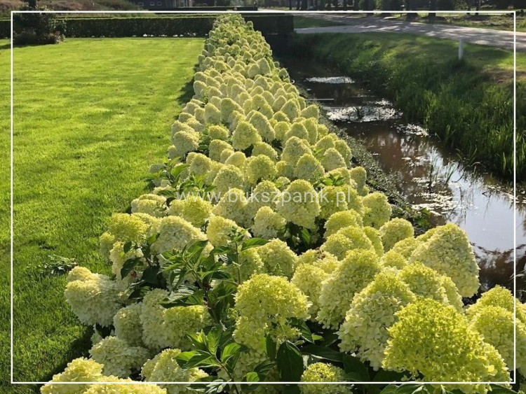 Hortensja bukietowa "LIMELIGHT"- Hydrangea paniculata C5l