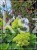 Hortensja bukietowa "LIMELIGHT"- Hydrangea paniculata C5l