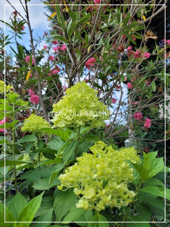 Hortensja bukietowa "LIMELIGHT"- Hydrangea paniculata C5l