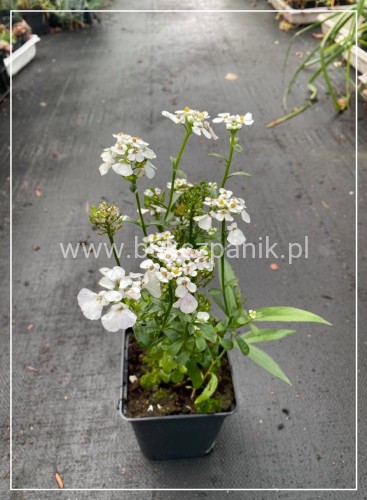 Ubiorek wiwczniezielony,- iberis sempervirens Masterpiece P9