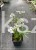 Ubiorek wiwczniezielony,- iberis sempervirens Masterpiece P9