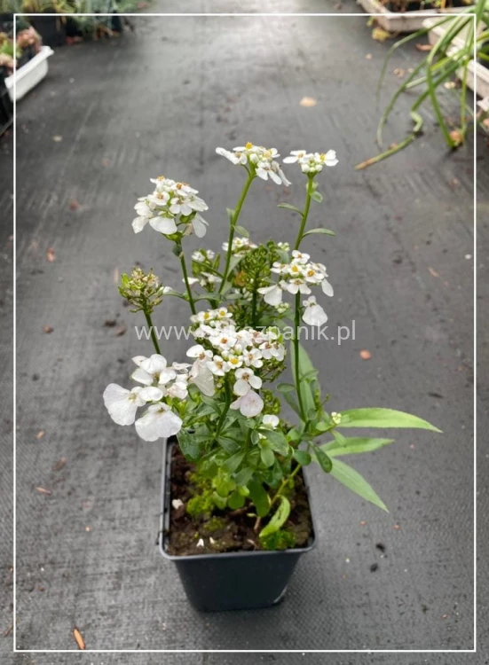 Ubiorek wiwczniezielony,- iberis sempervirens Masterpiece P9