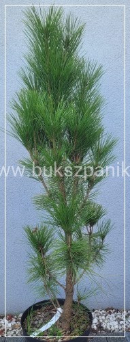 Sosna gęstokwiatowa ERECTA- Pinus densiflora, wys/ 80cm