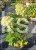 Hortensja bukietowa "LIMELIGHT"- Hydrangea paniculata C5l