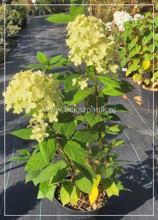 Hortensja bukietowa "LIMELIGHT"- Hydrangea paniculata C5l