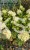 Hortensja bukietowa "LIMELIGHT"- Hydrangea paniculata C5l