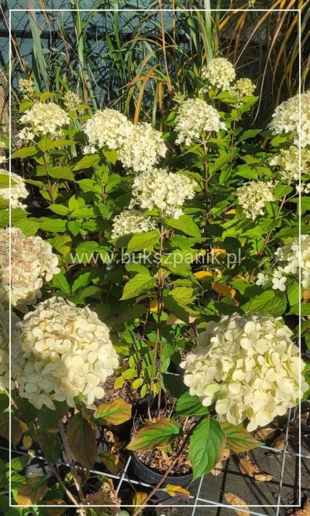 Hortensja bukietowa "LIMELIGHT"- Hydrangea paniculata C5l