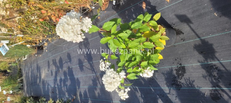 Hortensja bukietowa Renhy "VANILLE FRAISE" Hydrangea paniculata