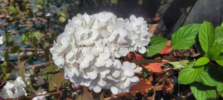 Hortensja bukietowa Renhy "VANILLE FRAISE" Hydrangea paniculata