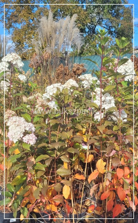 Hortensja bukietowa Renhy "VANILLE FRAISE" Hydrangea paniculata